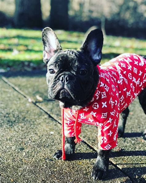 lv dog shirt